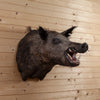 Wild Boar Hog Taxidermy Shoulder Mount SW11257