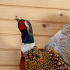 Excellent Flying Ringneck Pheasant Taxidermy Mount SW11259