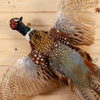 Excellent Flying Ringneck Pheasant Taxidermy Mount SW11260