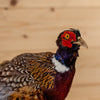 Nice Perched Ringneck Pheasant Taxidermy Mount SW11261