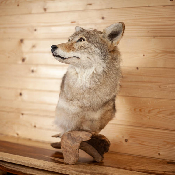 Howling coyote mount taxidermy,skin,fur,cabin,hunting