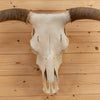 Excellent Horned Steer Skull Wall Mount SW11263