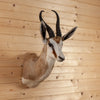 Excellent African Springbok Taxidermy Mount SW11317