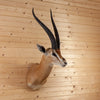 Excellent Grant's Gazelle Taxidermy Shoulder Mount SW11318