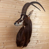 Excellent African Sable Antelope Taxidermy Shoulder Mount SW11319