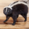 Excellent Skunk Full Body Taxidermy Mount SW5029