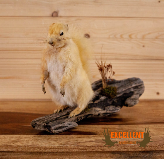 squirrel blonde leucistic taxidermy mount for sale