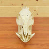 Safariworks Taxidermy Sales - Red River Hog Skull
