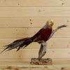Taxidermied Red Golden Pheasant Bird Mount