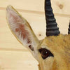 Reedbuck Taxidermy for Sale