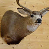 Mounted Deer Heads for Sale