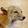 Red Fox Taxidermy Mount for Sale - Safariworks Taxidermy Sales