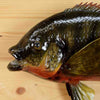 Fish Taxidermy for Sale - Tilapia