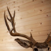 Excellent 11 Point Mule Deer Buck Deer Taxidermy Shoulder Mount WS8001
