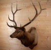 Excellent 6X6 320 Class Rocky Mountain Elk Taxidermy Mount WS8003