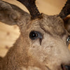 Excellent Twenty-five 14X11 Point (Repro) Mule Deer Buck Deer Taxidermy Shoulder Mount WS8150
