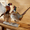 Excellent Fighting Ringneck Rooster Pheasants Taxidermy Mount WS8152