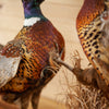 Excellent Fighting Ringneck Rooster Pheasants Taxidermy Mount WS8152