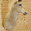 Mounted Blesbok Head for Sale