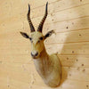 Taxidermied Blesbok Mount