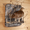 Excellent Female Spruce Grouse Taxidermy Mount KG3001