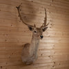 Nice Blonde Fallow Deer Taxidermy Shoulder Mount KG3031