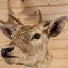Nice Blonde Fallow Deer Taxidermy Shoulder Mount KG3031