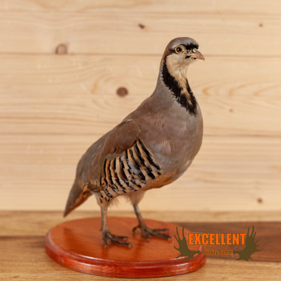 Excellent Chukar Perched Taxidermy Mount KG3056