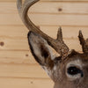 Excellent 8 Point Coues Deer Buck Taxidermy Mount SW11238