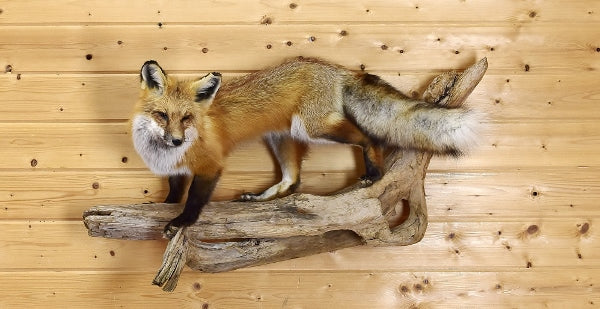 A Few Tips on Picking The Right Taxidermy Pose