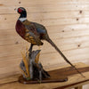 Excellent Perched Ringneck Pheasant Taxidermy Mount SW10872