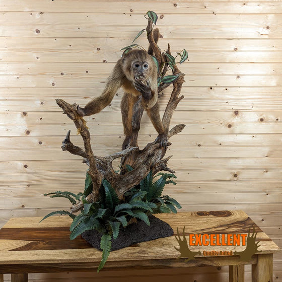 full body lifesize brown capuchin monkey taxidermy mount for sale