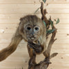 Excellent Brown Capuchin Monkey Full Body Lifesize Taxidermy Mount GB4151