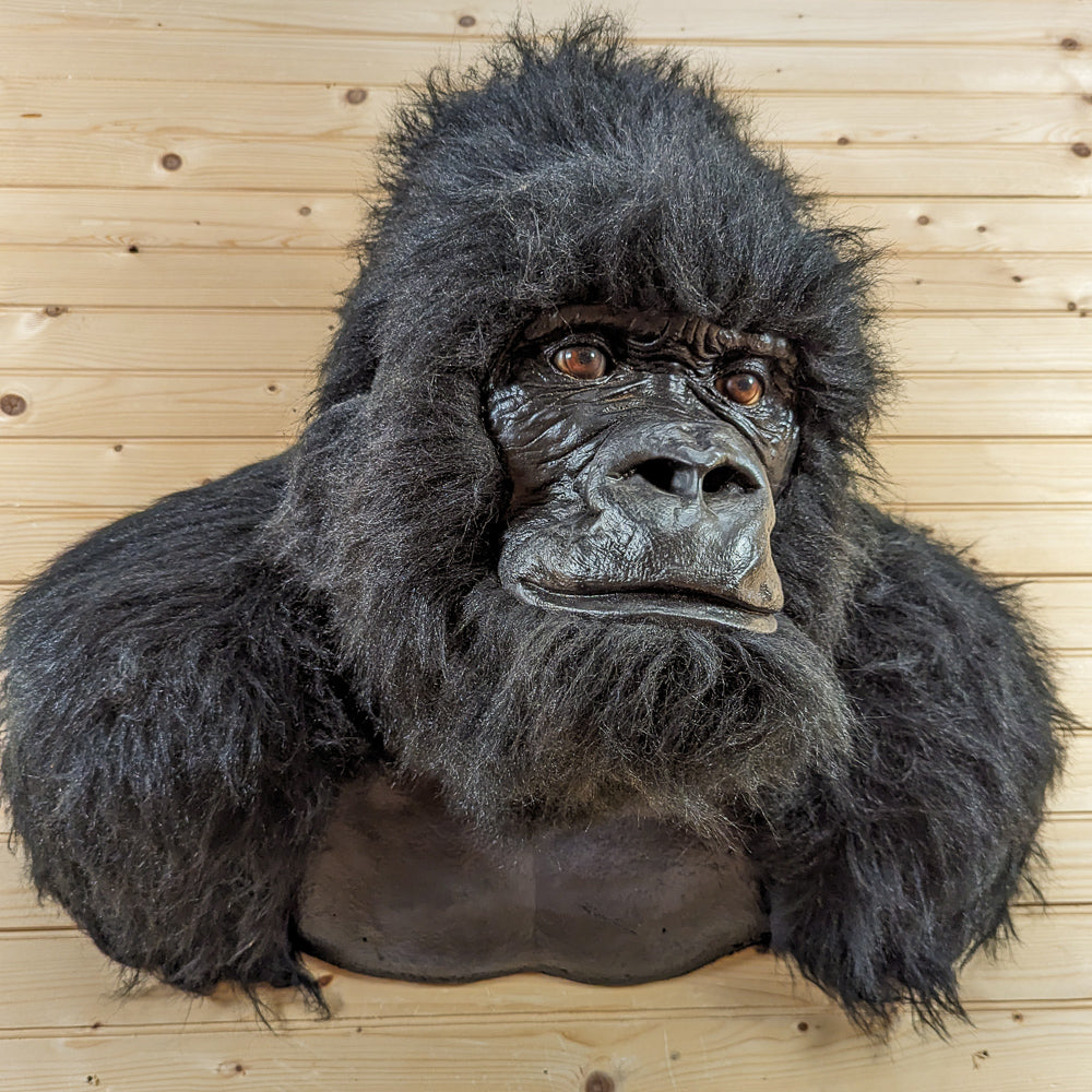 Excellent REPRODUCTION Gorilla Shoulder Mount GB4151 - SafariWorks Decor