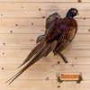 exotic pheasant full body taxidermy mount for sale