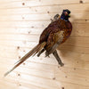 Excellent Perched Exotic Red Pheasant Taxidermy Mount SW4859