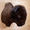 Premier American Bison Taxidermy Shoulder Mount BK6201