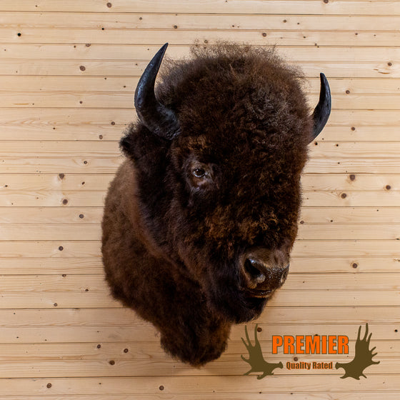 american bison bull taxidermy shoulder mount trophy for sale