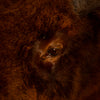 Premier American Bison Taxidermy Shoulder Mount BK6201