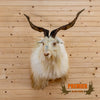 Spanish Catalina goat taxidermy shoulder mount for sale