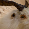 Premier Blonde Spanish Catalina Goat Taxidermy Shoulder Mount BK6203