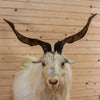 Premier Blonde Spanish Catalina Goat Taxidermy Shoulder Mount BK6203