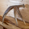 Alaska Moose Antler Shed BK6209