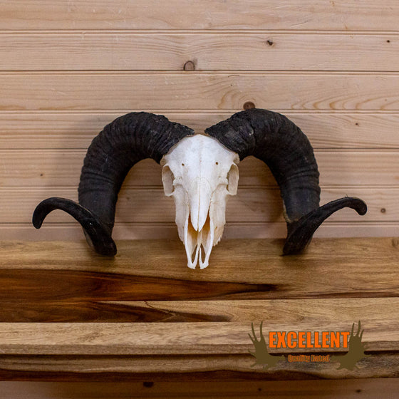 sheep skull and horns taxidermy mount for sale