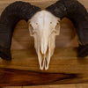 Excellent Sheep Skull and Horns Taxidermy Mount BK6210