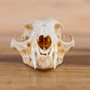 Excellent Lynx Skull BK6215
