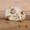lynx skull for sale
