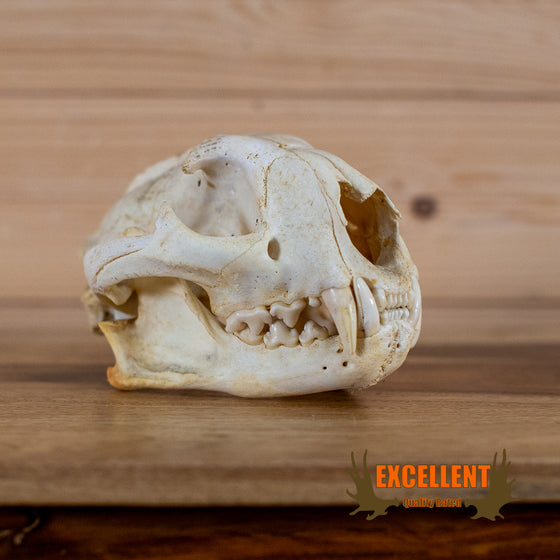 mountain lion puma cougar skull for sale