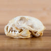 Nice Lynx Skull BK6218