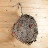 Excellent Natural Paper Wasp Hornet Nest BK6219